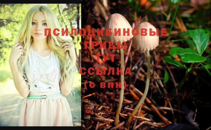 mega ТОР  Вязники  Псилоцибиновые грибы Psilocybine cubensis 